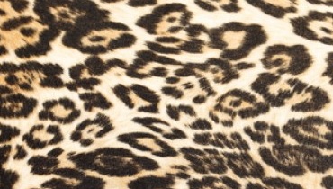 chaussures femme léopard